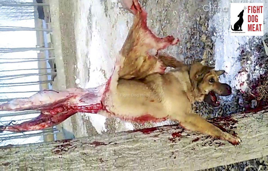 Will Dogs And Cats Eat Themselves To Death Will Dogs And Cats Eat Themselves To Death