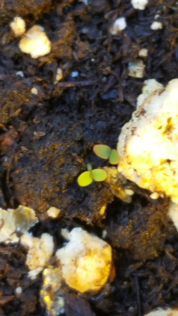 Heim_Amy's tweet photo. I'm so excited to have these little seedlings! I have never tried to propagate these species before: Myanthumum, Gaultheria &amp; Juniper https://t.co/bU05QSBXdW