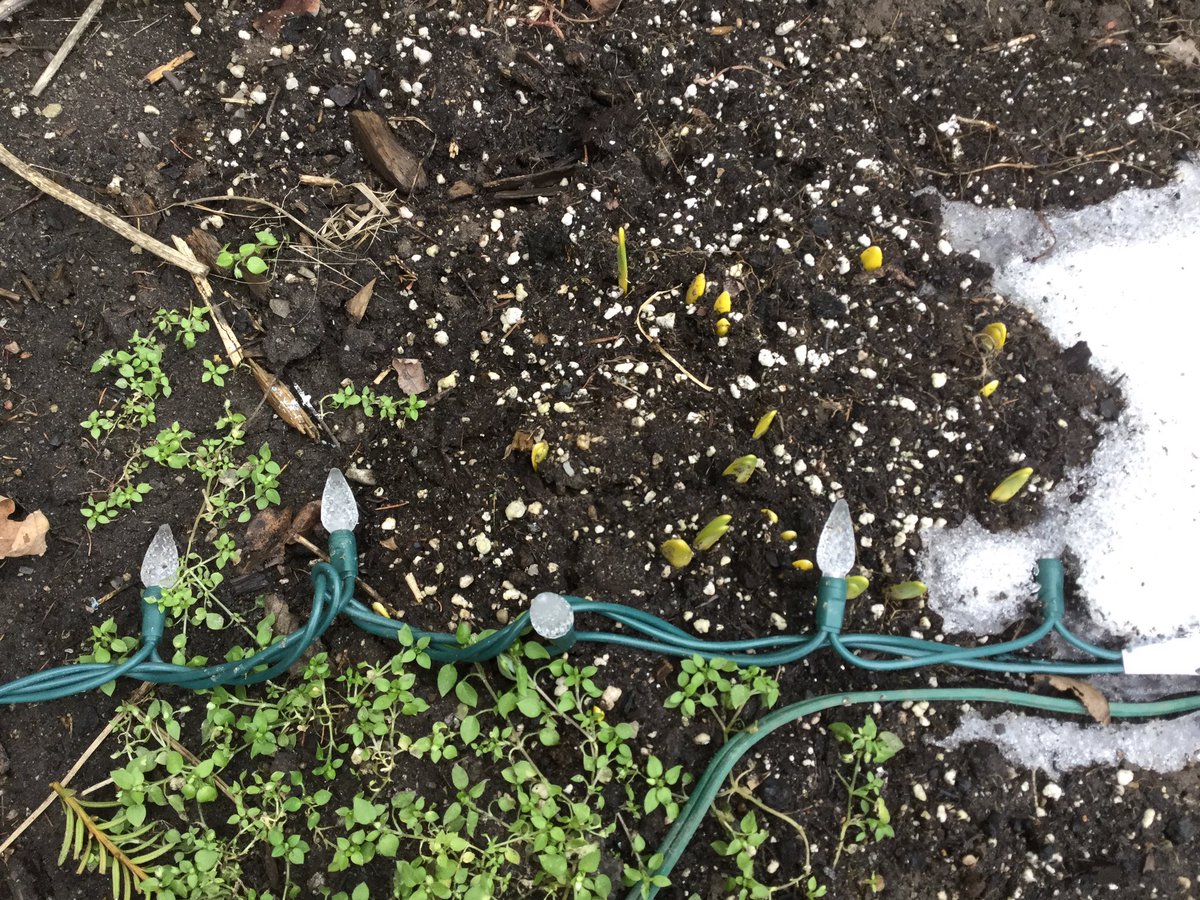 sugarstepmom's tweet image. it's sprouting! See photo.  Thanks for the nomination and good luck! #springitforward