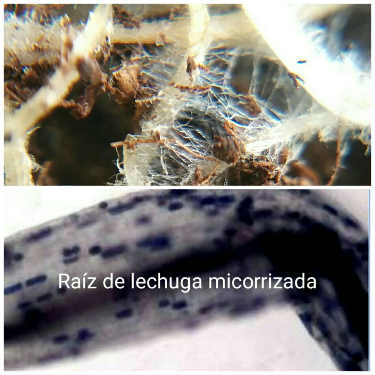 aggbiotech's tweet photo. Nos centramos en lo pequeño para que te guste lo que ves en los cultivos #PUMAEP https://t.co/keqT1amxdE
