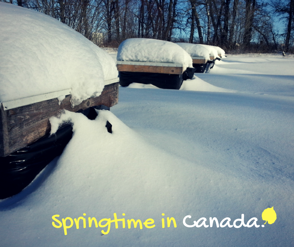 IntlHoneyProd's tweet photo. I hope everyone enjoyed the #firstdayofspring. Meanwhile in #Canada. - Bring on the #honey. https://t.co/bc86KQUAGv