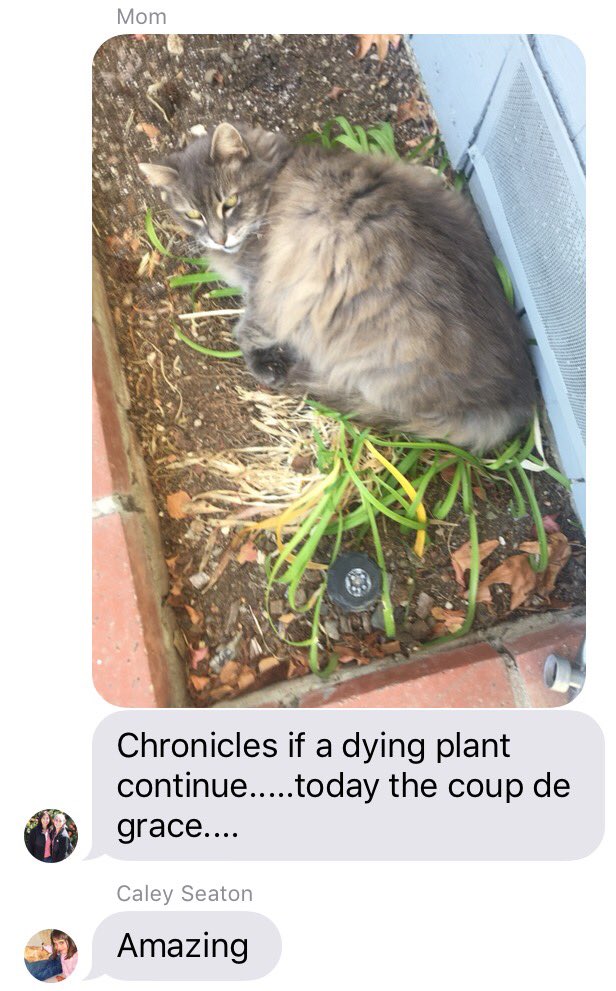 juliaaseaton's tweet photo. Forever in awe of Gracie's ability to discover a unique way to antagonize every member of my family https://t.co/gpldF1SCjK