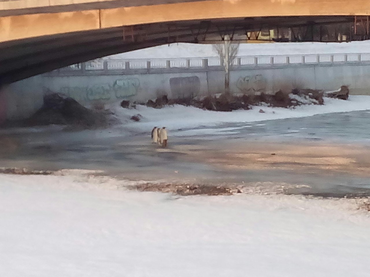 Картинки омск прикол