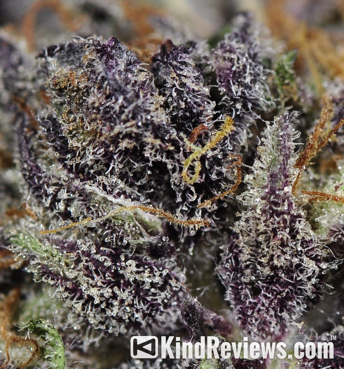 mypotguide's tweet photo. #StrainoftheDay:
DA PURPS is an indica hybrid offering a mellow, clear-headed high perfect for every day
https://t.co/DV6Q67y54A
#DaPurps https://t.co/jorZrGEzij