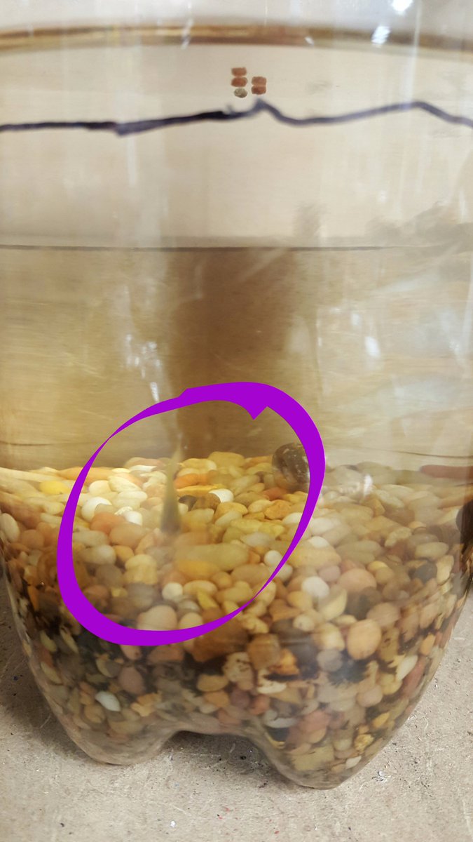 vanzeipelclass's tweet image. Last September we built ecocolumns with fish. All but one died! We named it Survivor! #vzclass #classpet