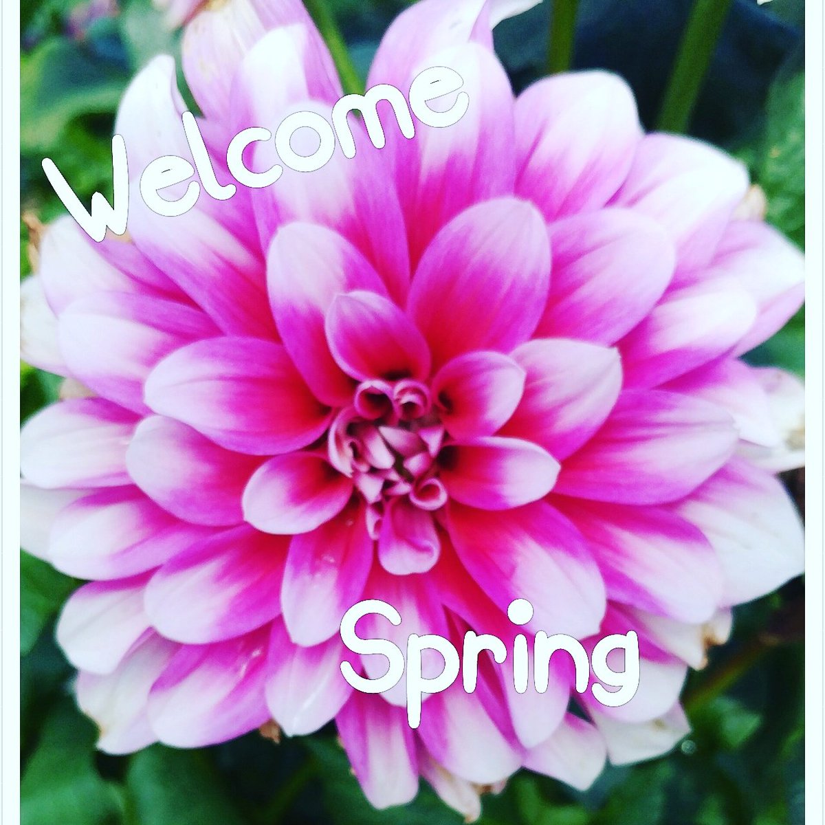ProjectJasmine_'s tweet photo. So excited that spring is here!! 💗🌹🌞
 #sunshine #flowers #spring https://t.co/56wdU9e7Rg