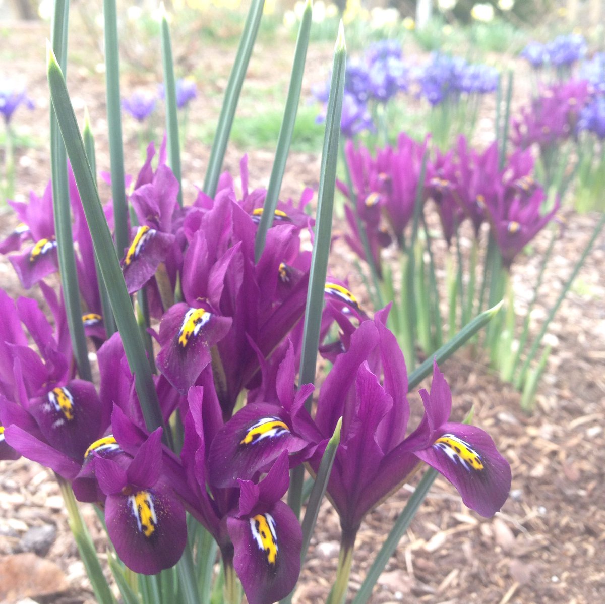 TEDxUSU12_17's tweet photo. Dreams of spring and bees finally came true. We're celebrating w/ Joe's talk
Join us?
https://t.co/Z8h7oDkF11 https://t.co/Svmnx2BawK