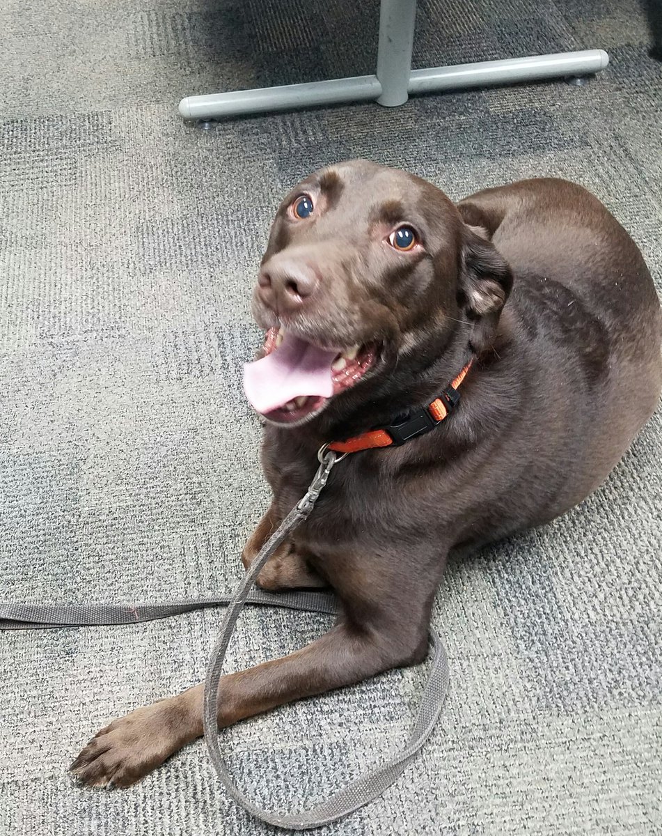 RockfordMich's tweet photo. Help us find the owner of this dog.  Contact the @Rockford_DPS at 866-9557 if your the owner. https://t.co/YErHWWW37V