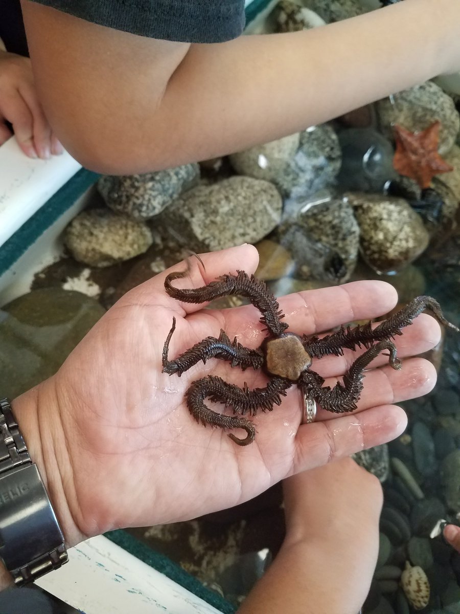 WAVEpact's tweet photo. Thanks @SDSU_CMIL and #MEBSA for hosting Marine Science Day! #SDSU has a wonderful Marine Ecology undergrad program. #wavepact #stemsdsu https://t.co/wk1EAyTbu6