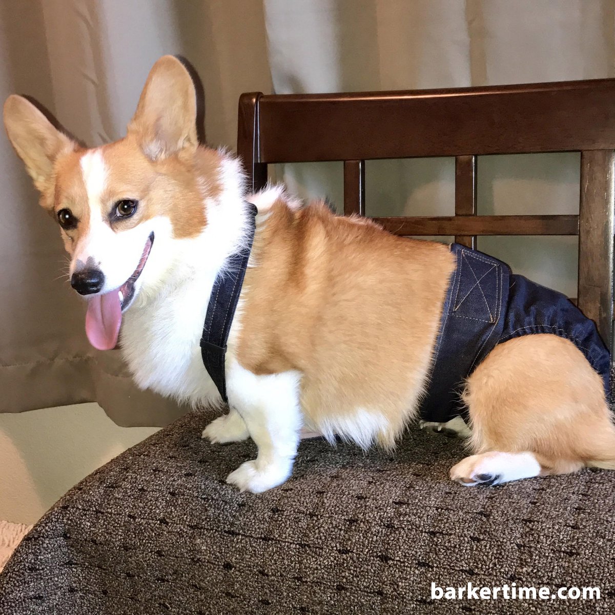 barkertime_pet's tweet photo. Meet Eine the #Corgi from La Conner, WA in #Barkertime Doggie Diaper Overall
https://t.co/2twliVppyH
#dogdiapers #seniordog #dogincontinence https://t.co/JnMDvGOcwy