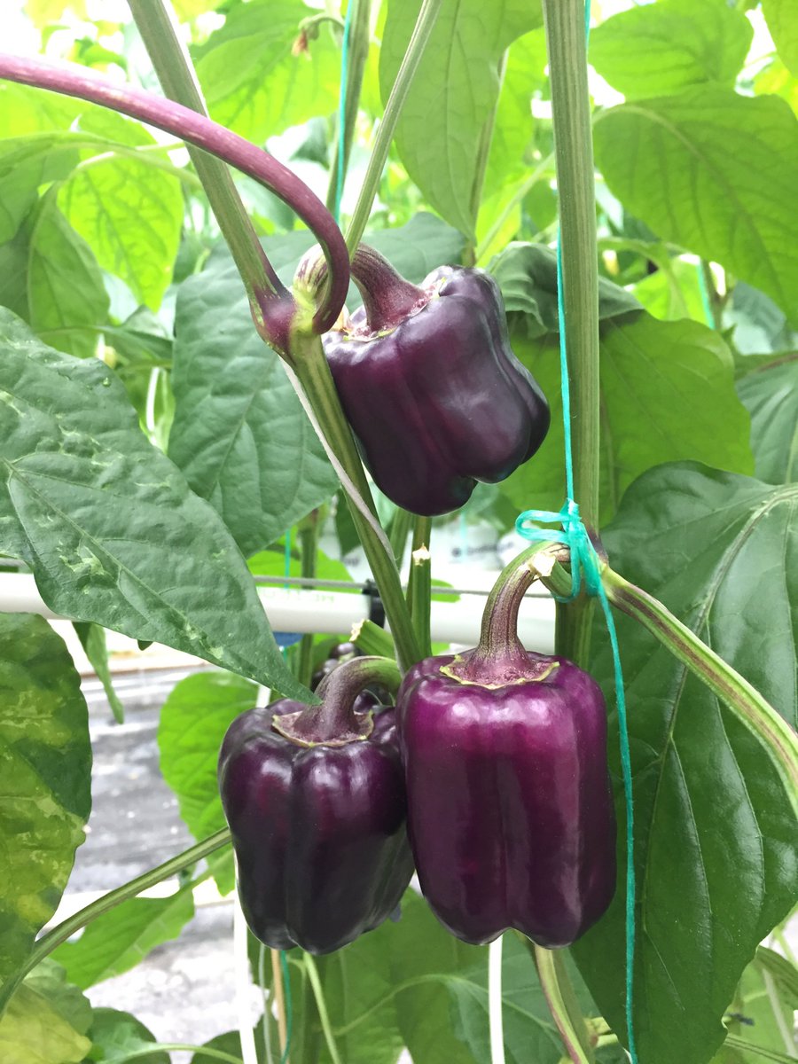 GoProduceInc's tweet photo. Spring is here in our greenhouses! These purple bell peppers are ready to be harvested. #fresh #local #onlyinagobag https://t.co/lpQhErE1M1