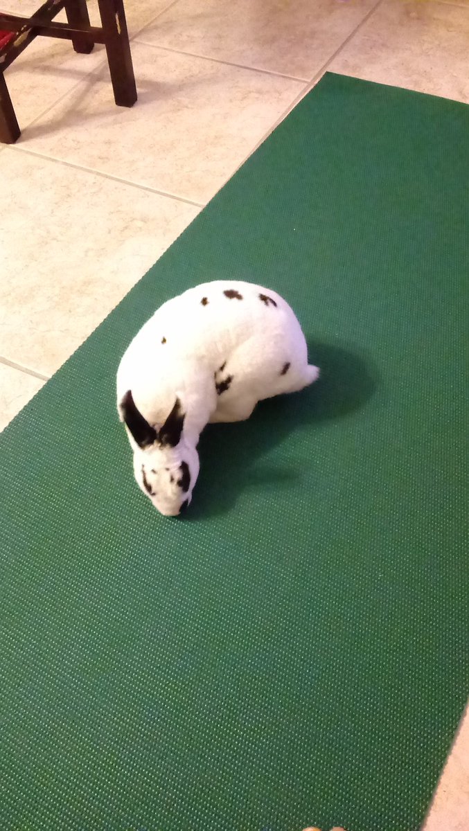 DarleneCampos91's tweet photo. Had a little interruption during today's @DDPYoga session #ddpyoga #exercisewithpets #Jakethebunny https://t.co/iZ21BBldHg