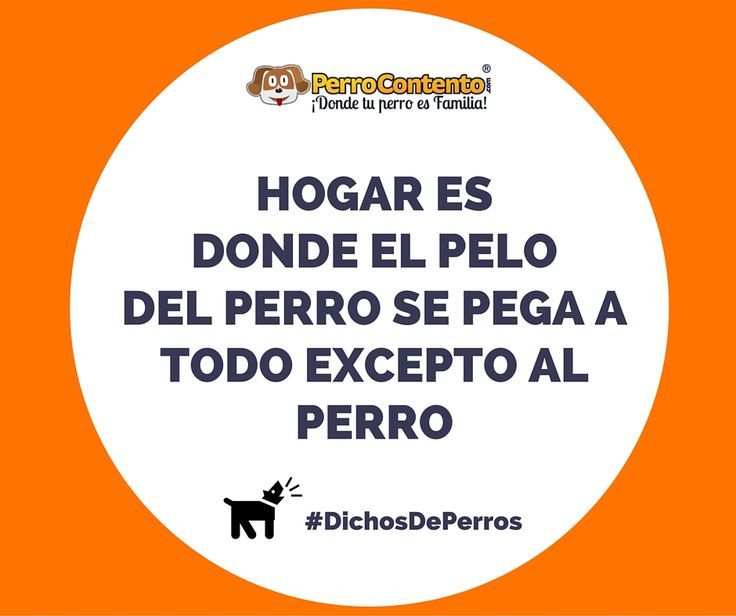 PerroContento's tweet photo. Hogar es donde el Pelo del Perro se pega a todo menos al perro #DichosDePerros https://t.co/Y1R2BQ9et2