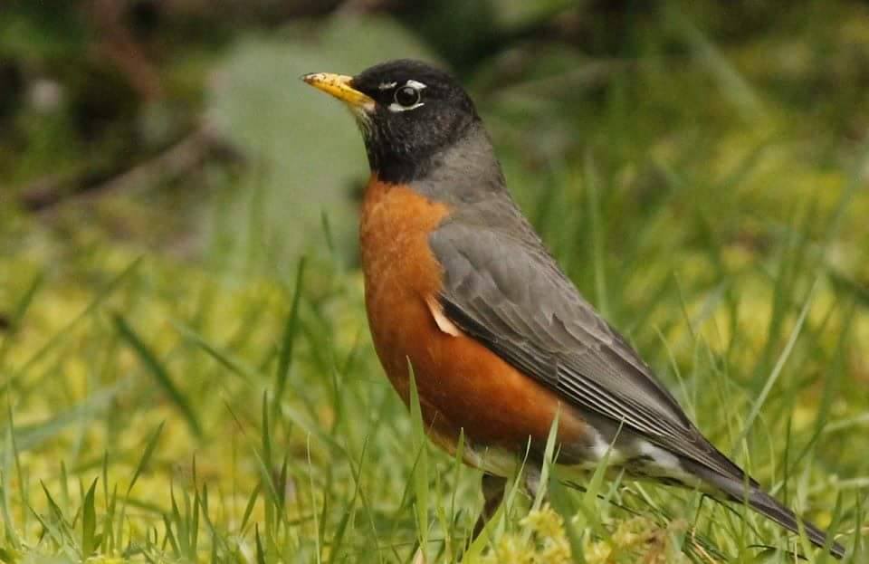 Robins are frolicking in our back yard today, welcoming the first day of Spring!
#springhassprung #myspl #robins