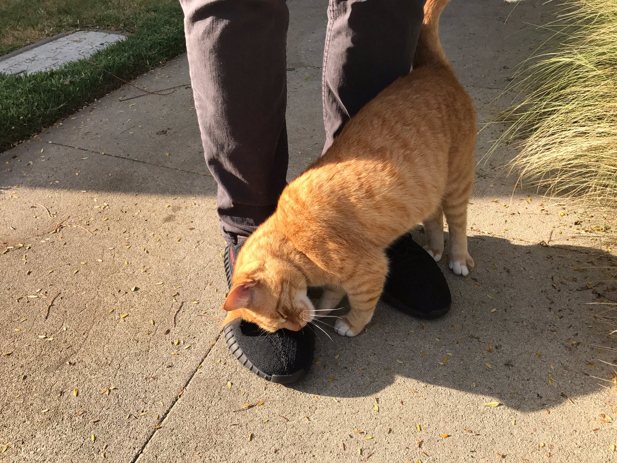 GODaZeD's tweet photo. They weren't lying when they said yeezys get you mad pussy https://t.co/QGLuJeft6a