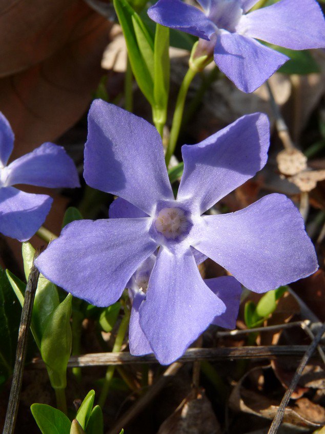 hsauquet_bgsyd's tweet photo. #discoverplants of the day: Vinca minor (#Apocynaceae), @u_psud campus, Orsay, France #Gentianales #SpringInOrsay #UPSudNativeFlora https://t.co/fEgaTIKzmb