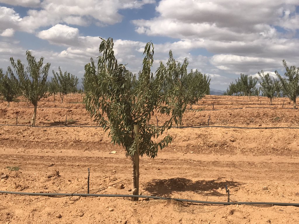 VanderBylBrink1's tweet photo. Almonds trees @Groenrivier #capealmonds #almonds #groenrivier #banting #almondflour #zz2 https://t.co/j28oTLHA9c