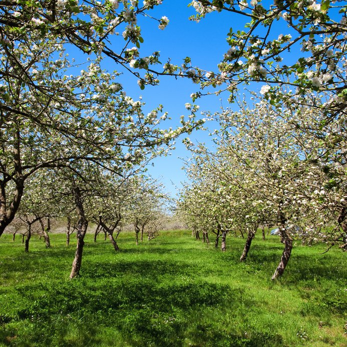 #ChangezdePointDeVue50
Cidre Cotentin AOC en avance sur son tps
Cahier des charges intègre des considérations environnementales (&amp; inédites)