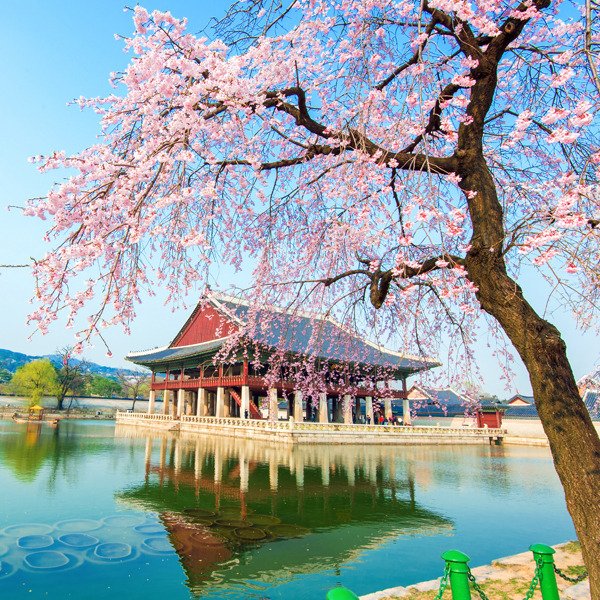 Helloworld Travel On Twitter With Cherry Blossoms