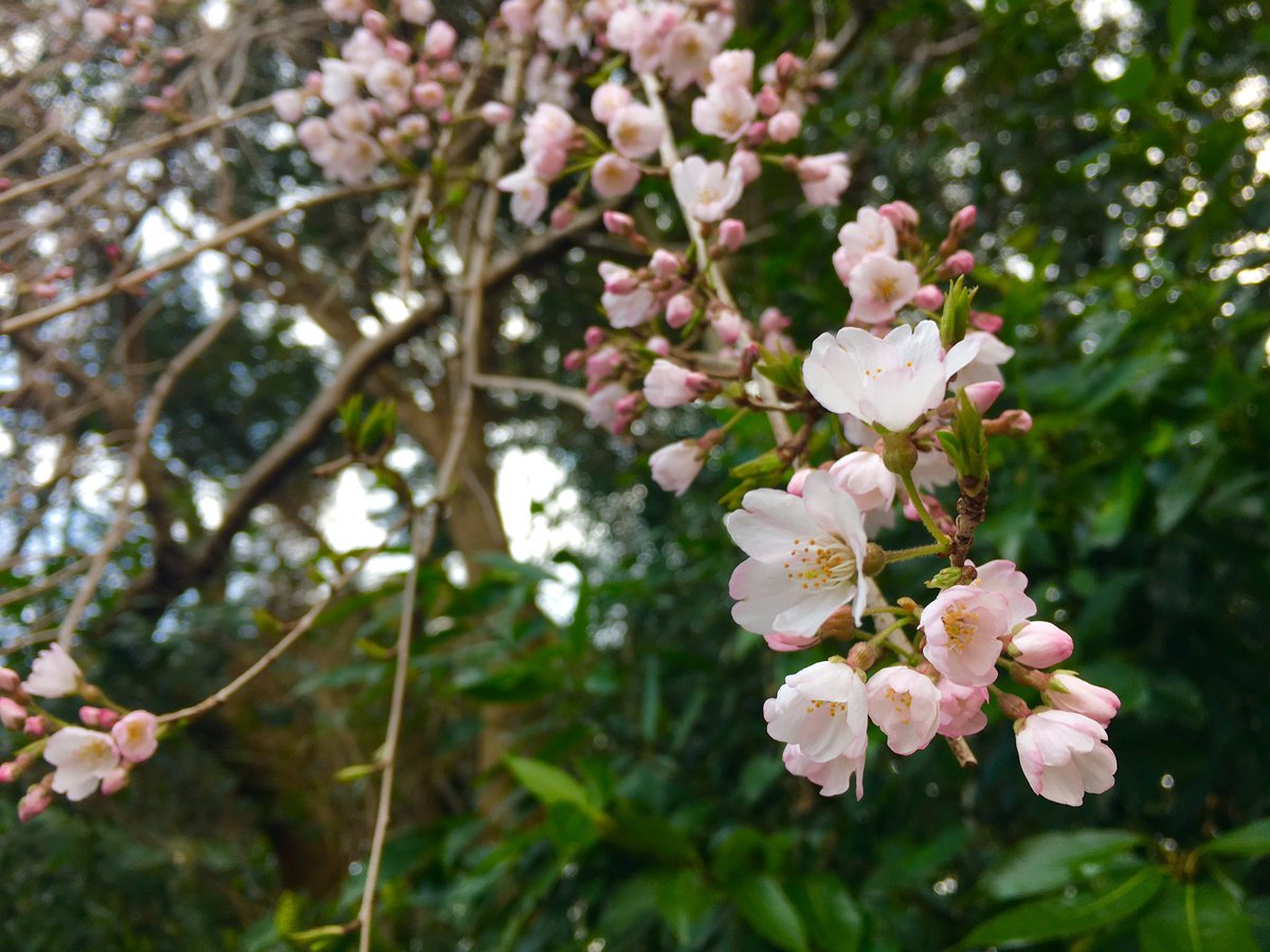 こと ブログ 不妊治療中 D21 4回目の胚移植にむけて 今日は 今周期初の注射を右のおしりに 写真は 通院途中に咲いていた 枝垂れ桜 でいいのかな とても綺麗でした 春だなー