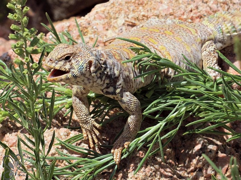 WadiWandering's tweet photo. Ornate Spiny-tailed Lizard https://t.co/24NJAuM3gO #dahab #sinai #wildlife #fauna #lizards #desert #reptiles #egypt https://t.co/NwTcpi9Ofw