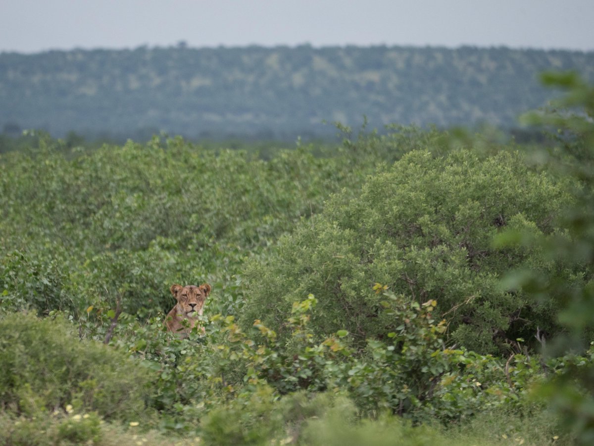 EcoTraining's tweet image. Look who we found on foot while walking in Botswana as part of the Navigation &amp;amp; orientation course
#lioness #guidetraining #safari #bushwalk