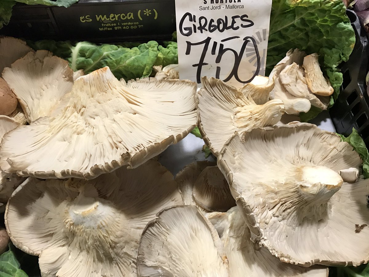 #girgola XXL a <a href="/shortolamallorc/">S'hortolà</a>  <a href="/TuitInca/">Tot d'Inca</a> <a href="/AldiaIB3/">Al Dia IB3</a> <a href="/ATodoPlato/">A Todo Plato</a> <a href="/RafelGallego1/">Rafel Gallego</a> <a href="/Millorant_Inca/">Millorant-Inca</a> #incaciutat #mallorca