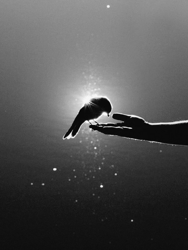 OscuraAura's tweet photo. A quien amas,dale libertad y se el cielo donde quiera volar.
#FelizMartes https://t.co/r2yz04ILQE