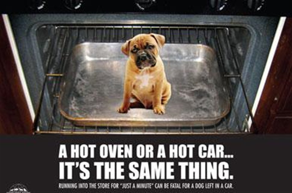 boxerdogrescue's tweet photo. It has been warm these past few days... Long may it continue... But please don't be fooled that it's OK to leave your dog in the car... https://t.co/VGuOgPH26S