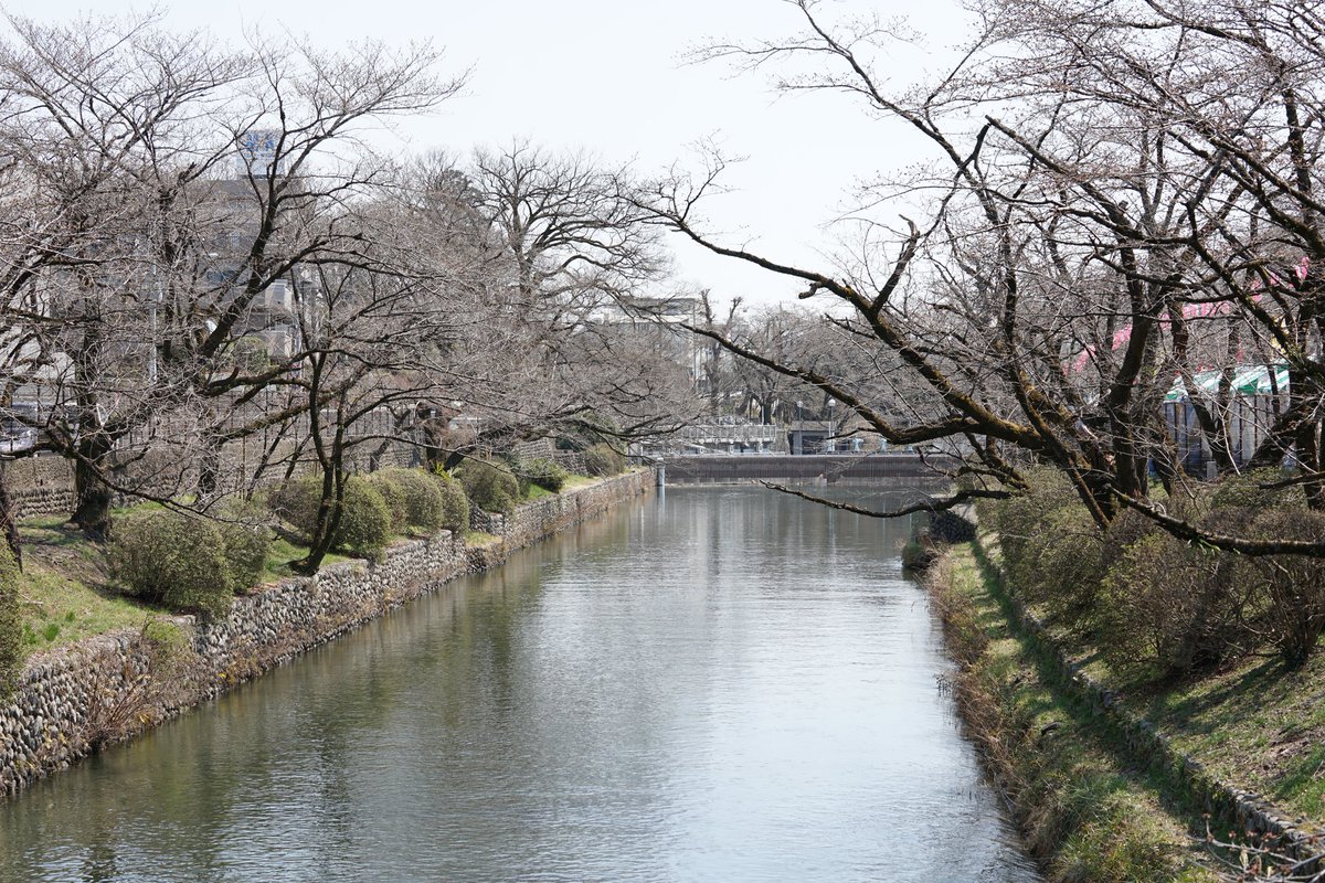 東京都羽村市 En Twitter さくらまつり桜開花状況 3月28日のさくらまつり会場 玉川上水羽村堰周辺 の桜の様子です
