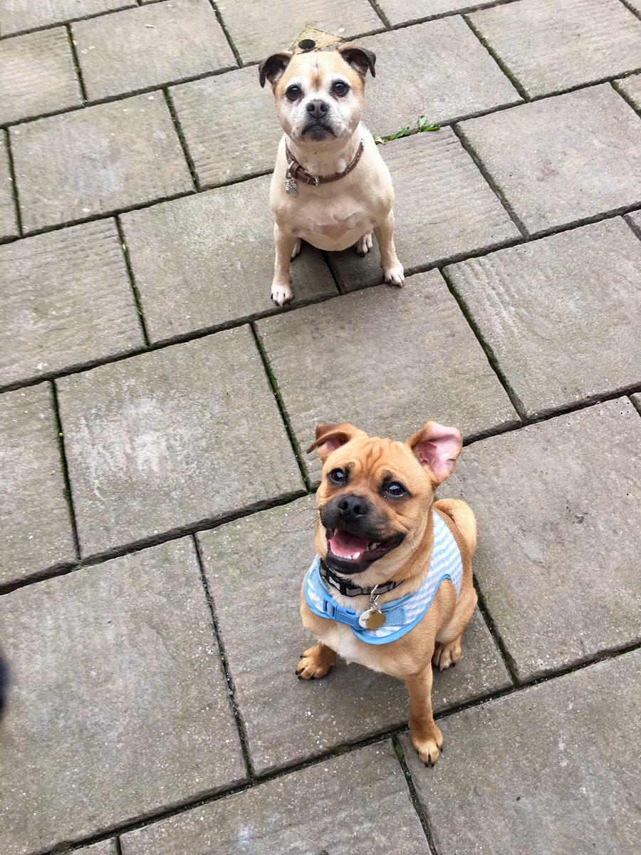 _PreciousPaws's tweet image. The two jugs!! Absolutely love these little guys, full of beans 🐾 #jug #leicester #doggydaycare 🐶