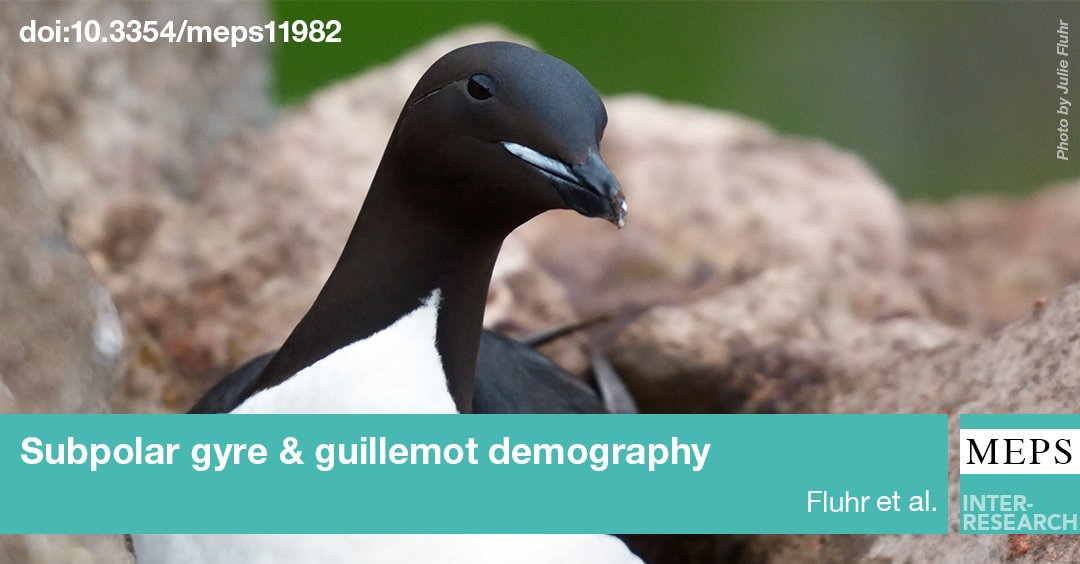 Guillemot Guillemot