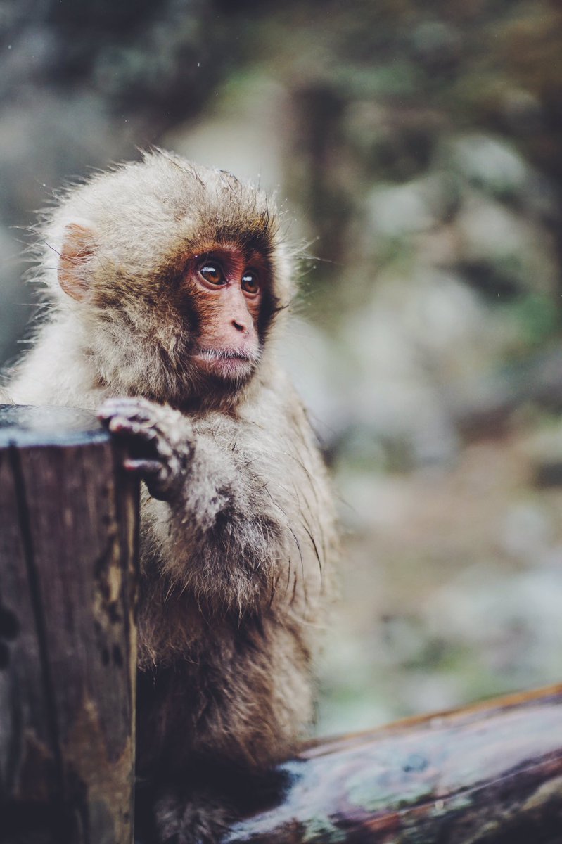 jfimagery_'s tweet photo. Japanese macaque
🇯🇵🇯🇵
#traveljapan #snowmonkey #sonyalpha #travel #japaneseculture #NatGeoWild @Visit_Japan @SonyAlphaU @SonyUK @Sigma_Photo https://t.co/XrSql3MRK2