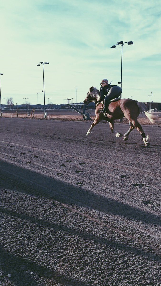 synnehoitomt's tweet photo. ☀️🐎 https://t.co/q49coRtuSU