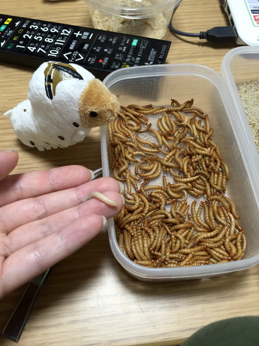伊良おじ虫 寒いから今はミルワームとワラジムシしかいないけど 前はお蚕さんとアルゼンチンフォレストローチも飼ってた 元々飼ってたトカゲのご飯用に入手したのにみんな可愛くて 子ども産まれた時とかヤバイ 食べさせつつ愛でてますw