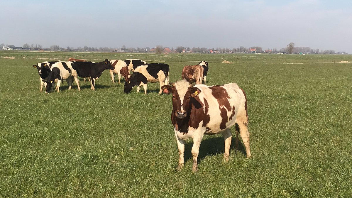 Jaring Brunia tweet media