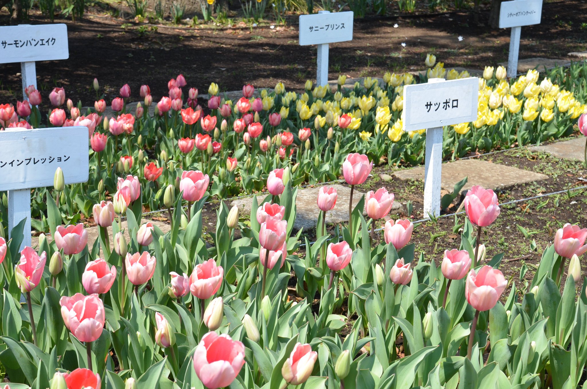 横浜市中区区政情報 横浜公園チューリップ通信 ３月28日 今日から横浜公園のチューリップの開花状況をお伝えしま す まだまだつぼみの状態の花が多いけど 関内駅側では10数種類が咲きだしているヨ 都市緑化横浜フェアも始まり 横浜公園はお花が