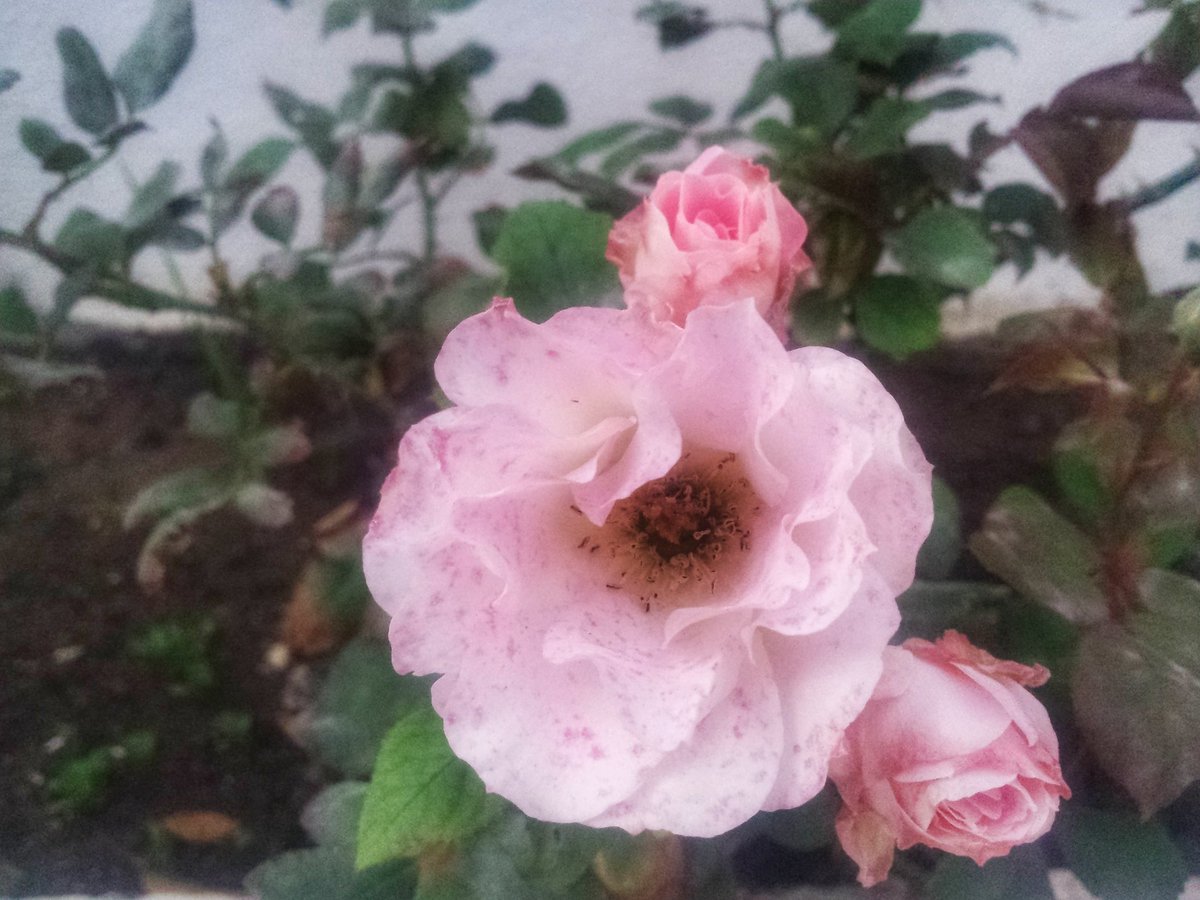 Mari_Ramos_'s tweet photo. #Primavera 🌹🌷
Feliz martes 😘 https://t.co/DIS4bBzB7X