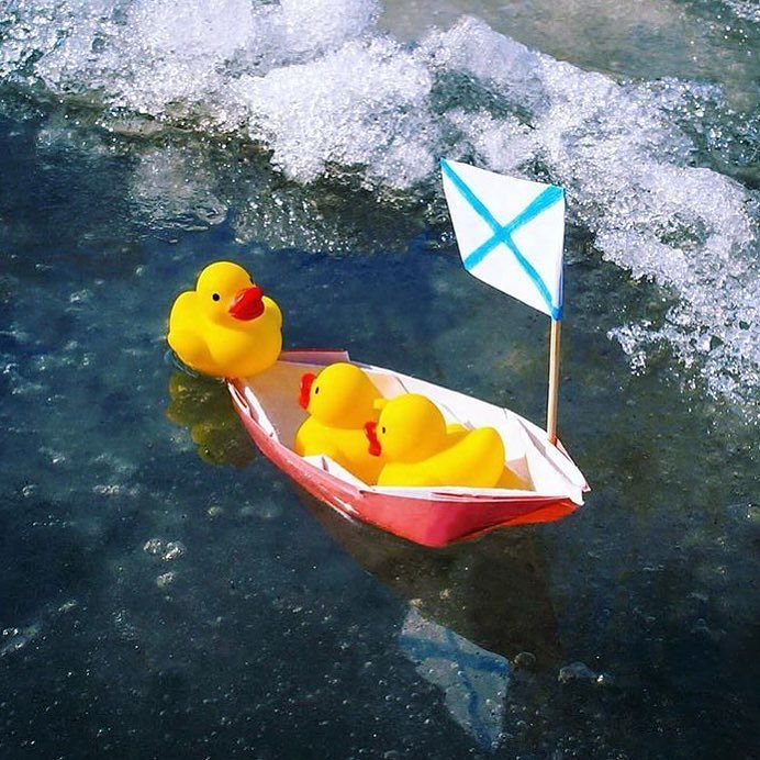 ubu_ru's tweet photo. Весна идет!
#веснаидет #весна #весна2017 #uburu #утки #уточки #ледтает #кря #вода #лужа https://t.co/V5LKNYPgh5