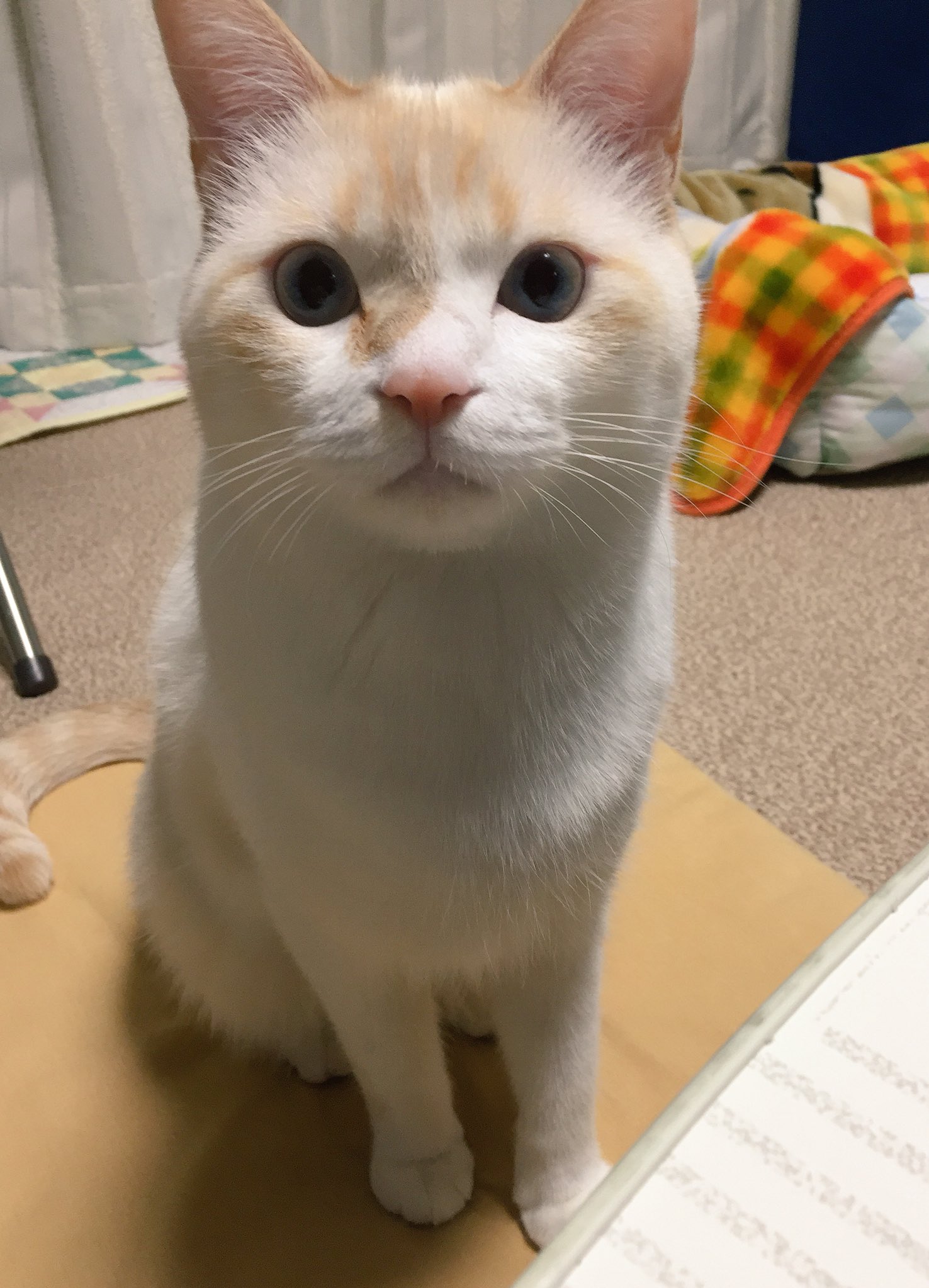 高い素材 ねこにゃ様専用 ペンダントランプ 予約 天井照明 Greatcbdshop Com
