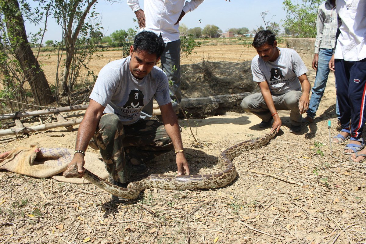 WildlifeSOS's tweet image. A 9 ft-long #IndianRockPython was rescued by #WSOS from a 40-ft deep open well in a village near Agra. Read more; toi.in/AET-ub