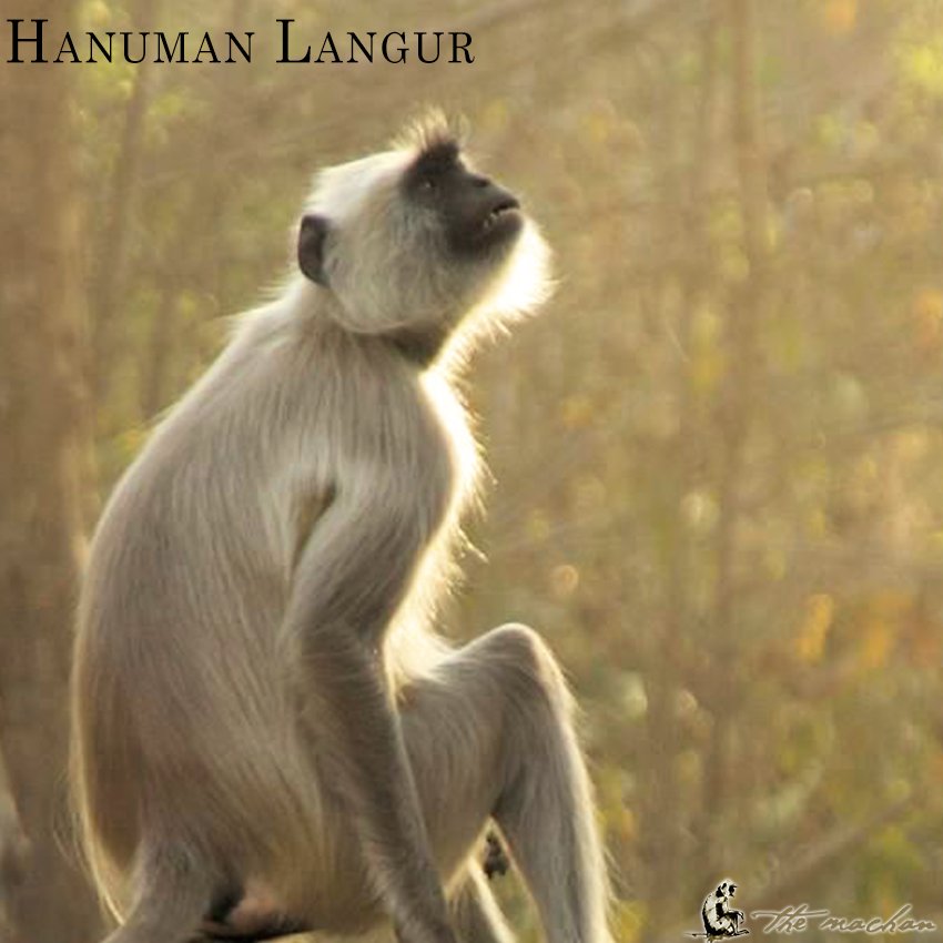 TheMachan's tweet photo. #GrayLangurs are large and fairly terrestrial, inhabiting forest and urban areas on the Indian subcontinent. #Wildlife at #TheMachan https://t.co/RlsEZEq9Au