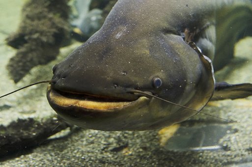 ナマズのtwitterイラスト検索結果 古い順