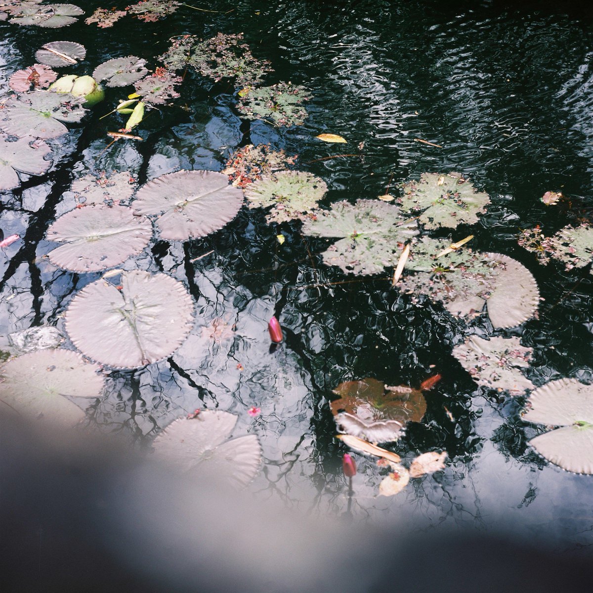 igoty00's tweet photo. Lucky if I get 1 photo out of a roll that I like. Btw, thanks @sunny16labs for the scans today! :)
#believeinfilm #sunny16lab #sharethelab https://t.co/QNpIhRFhJl