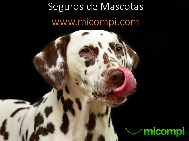 MicompiCom's tweet image. Los MEJORES SEGUROS de MASCOTAS. bit.ly/1OTzvJg #perros