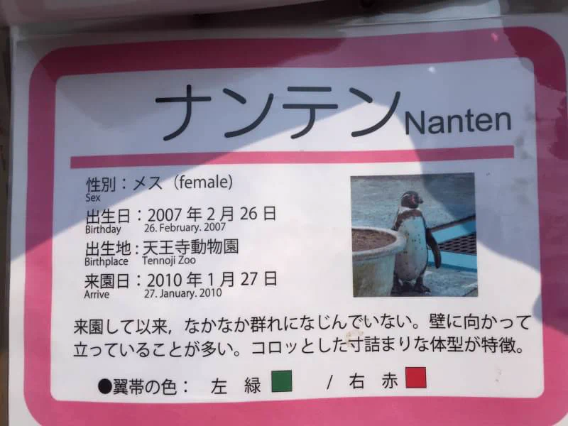 ナンテンちゃん、どこ向いてるの？個性的なペンギンに共感