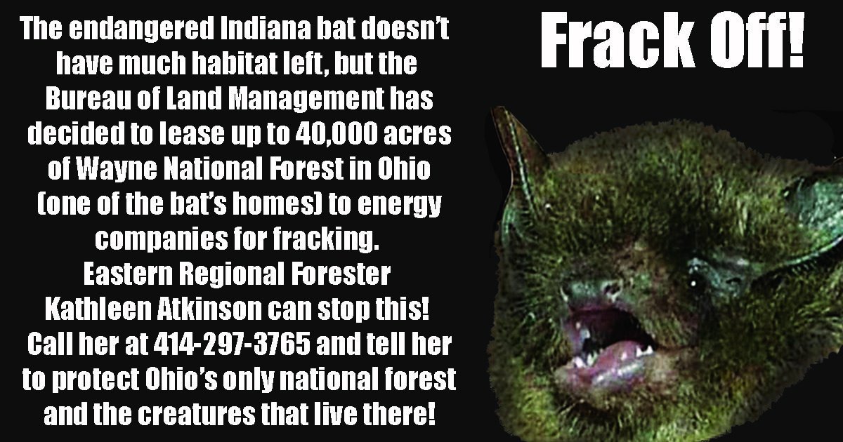 Indiana_Bat's tweet photo. First tweet! Am I doing this right? #keepwaynewild #nofrackingwayne #savethewayne #frackoff #myfirstTweet https://t.co/qwQ3GUaQzj