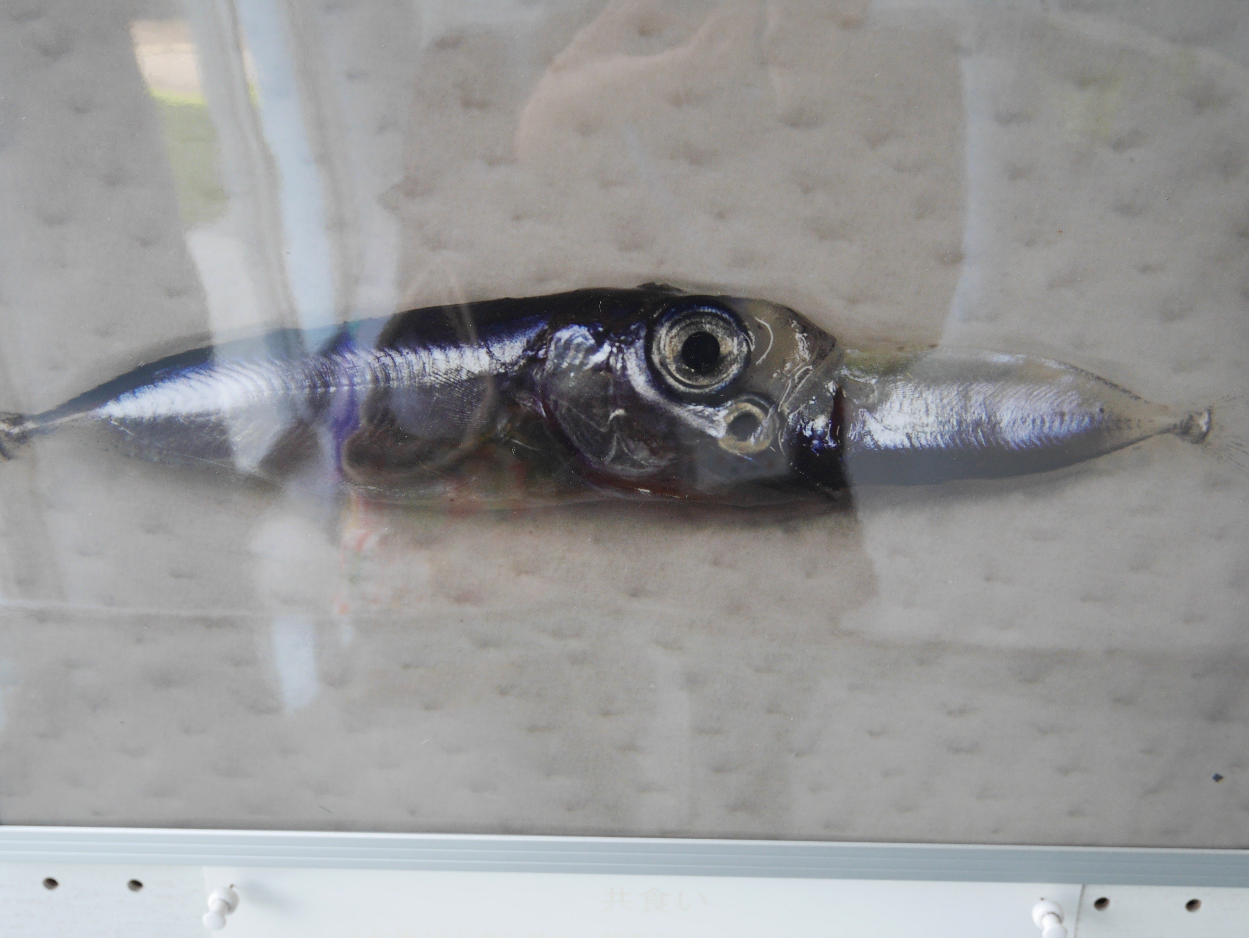 ぞうさんのお絵かき屋 さいきみき ちょいとびっくり写真 奄美の魚は狂暴 それはこういうこと 共食いします 自分よりデカイやつもくらいます マグロの稚魚は稚魚をもくらいます Amami 移住 観光 マグロ 俵仲田浦 カケロマ 加計呂麻