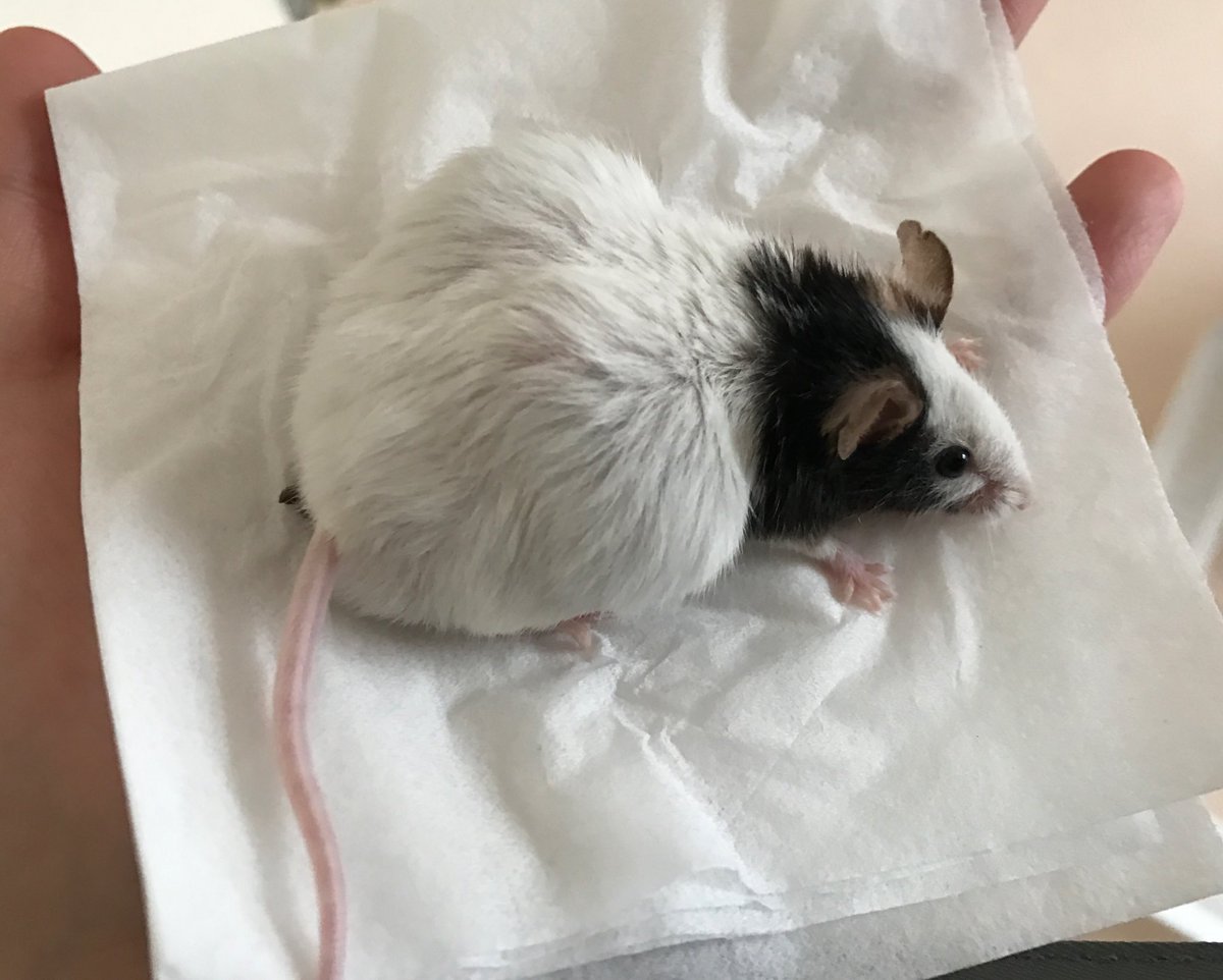 アメちゃん 雨 Ar Twitter 写真です 寿命が近いため病院で延命措置を施すべきか悩んでいます ウンチやオシッコはするので便秘ではないようです あまり動かずじっとしています 情報を集めているので詳しい方がいらしたら教えて下さい パンダマウス 病気 お腹