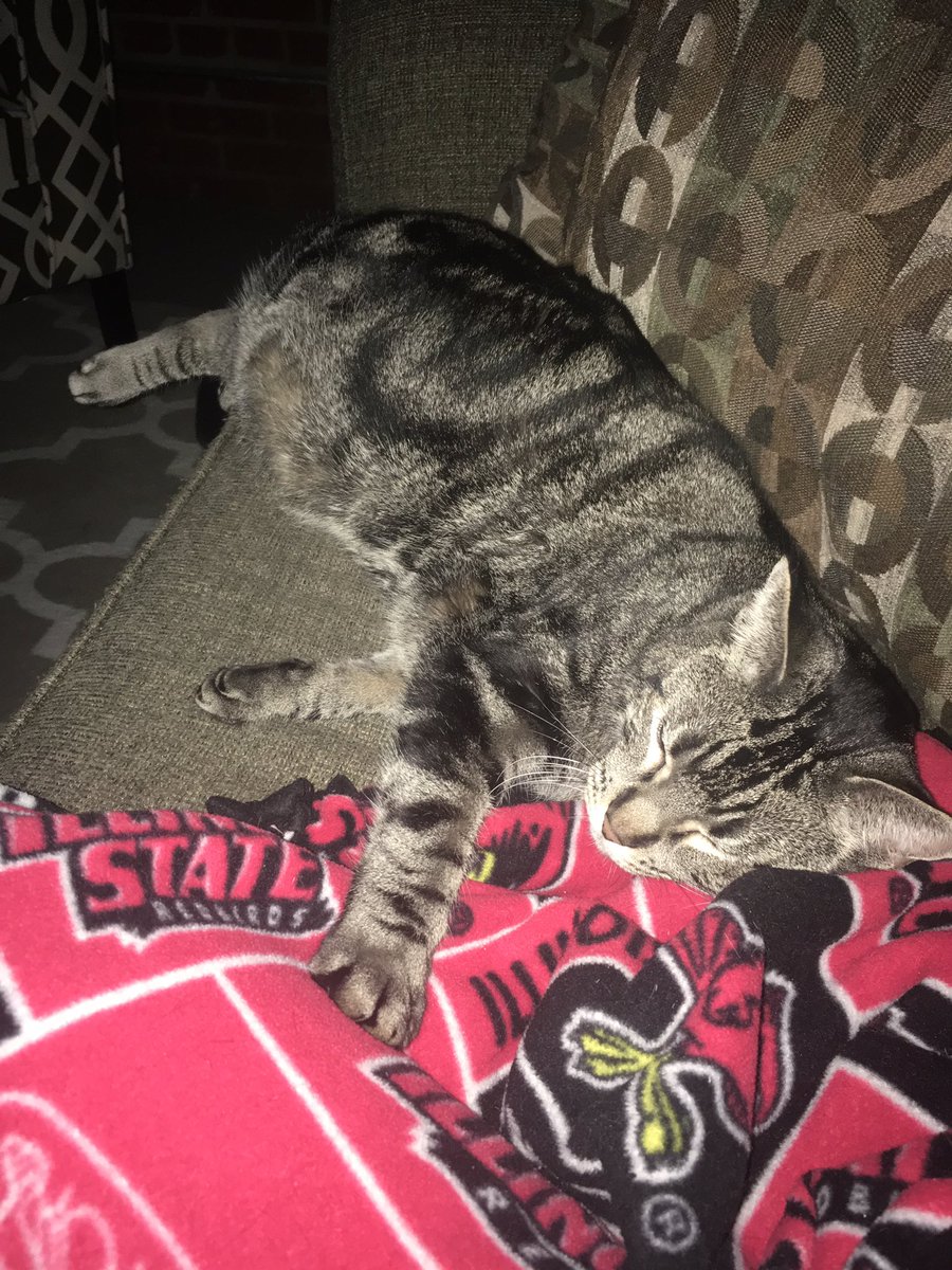 FarmKidBlog's tweet photo. Apparently not quite enough room on the couch for cat + human. #HouseCatProblems #CatsOfTwitter https://t.co/8QkzbuxiUe